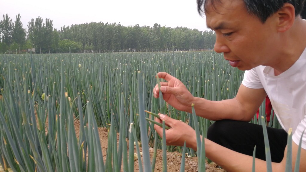 博爱县供销社为大葱种植户提供技术服务