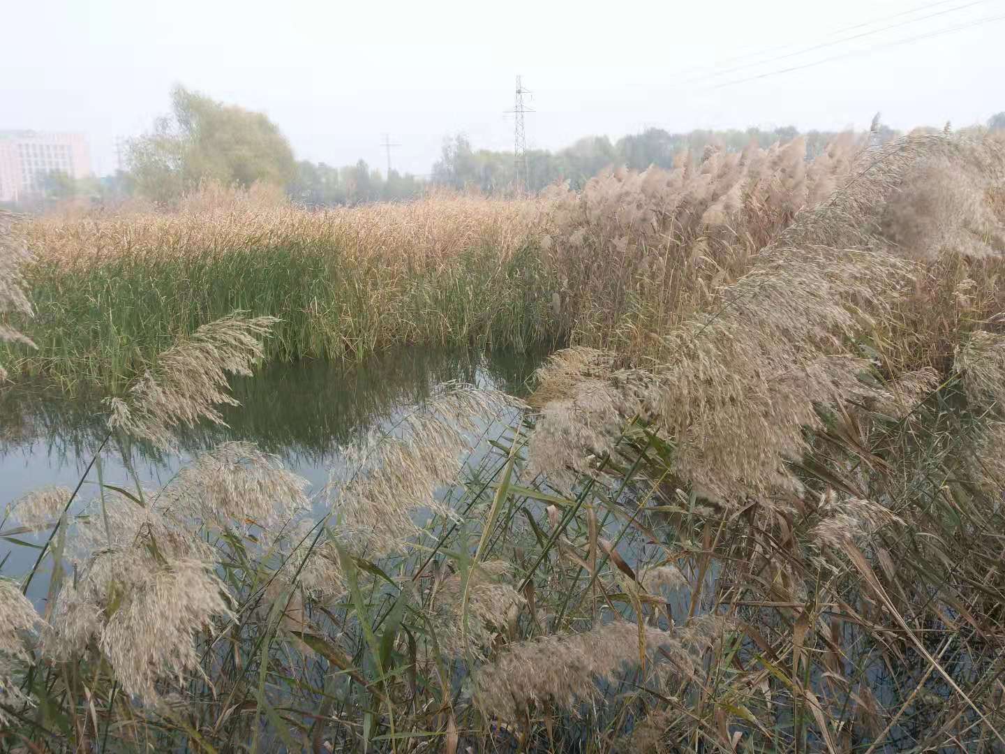 即是《诗经》对芦苇的最早记载,也是双洎河今日的现实写照.