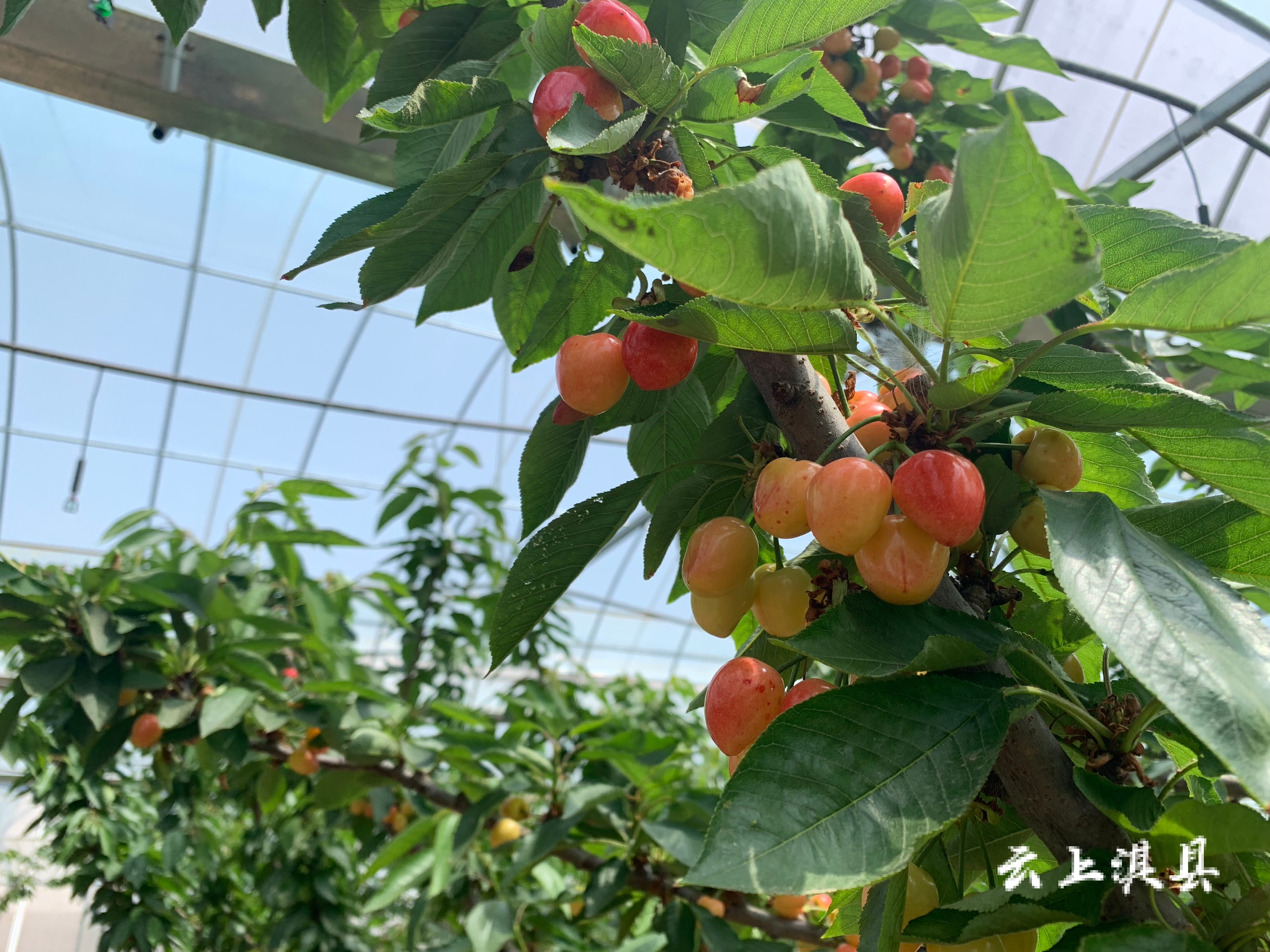 微信图片_20210430175607.jpg 微信图片_20210430175607.jpg