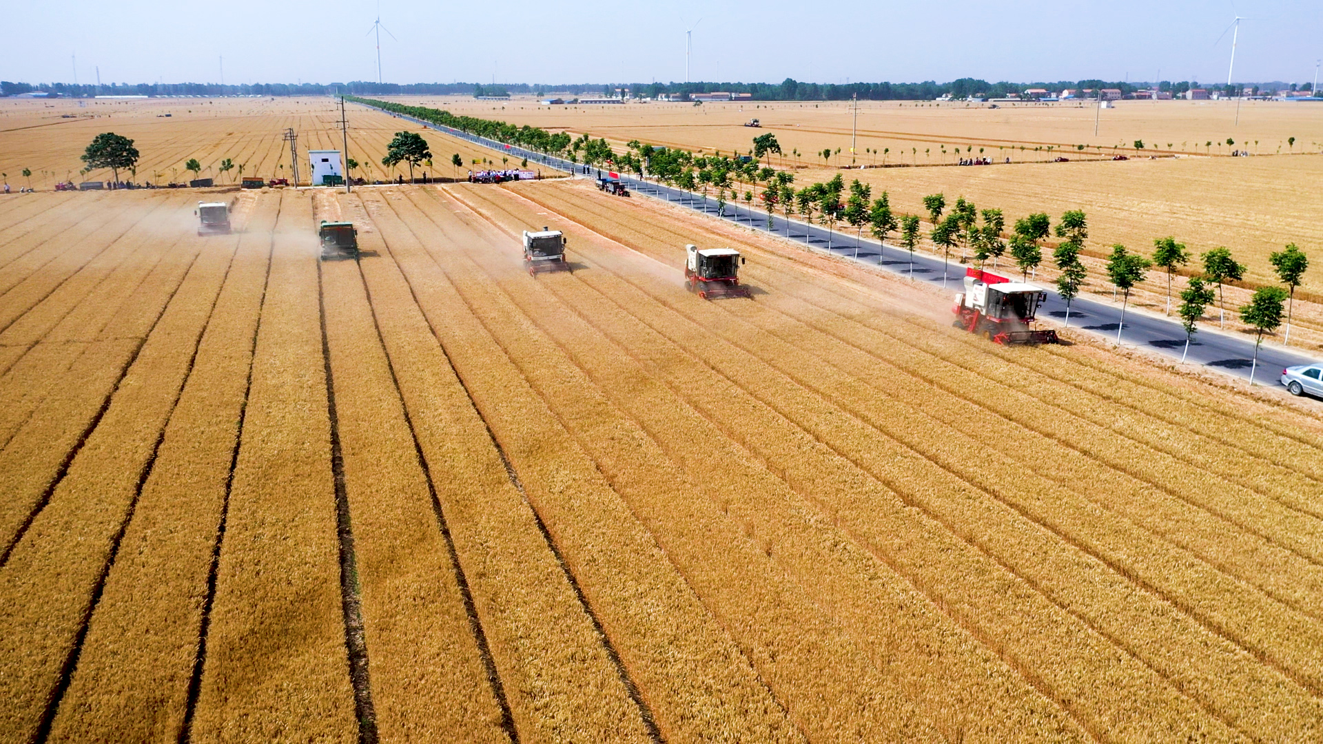 全县优质小麦种植面积万亩,年产
