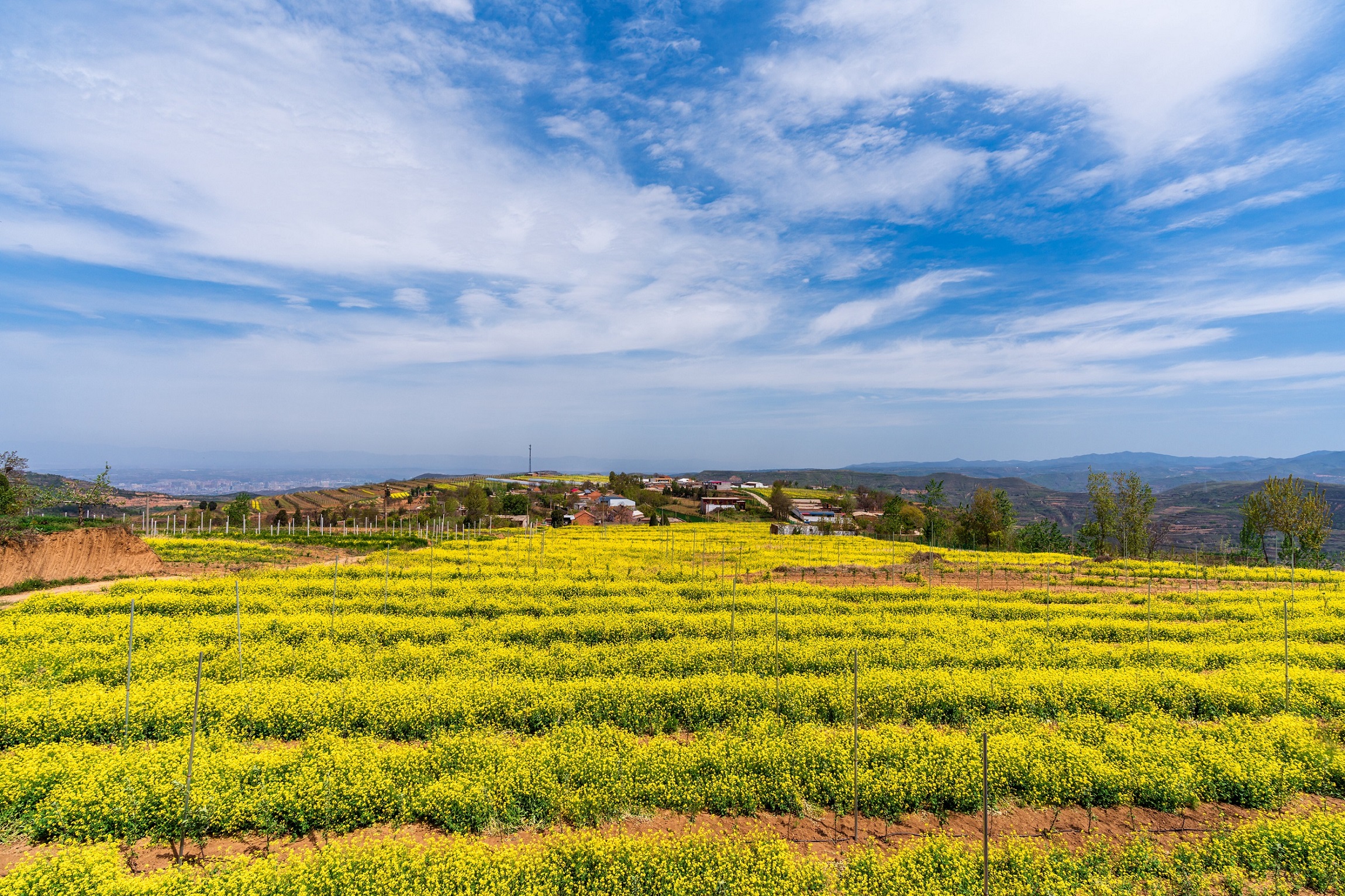 灵宝:花开山乡醉美苏村