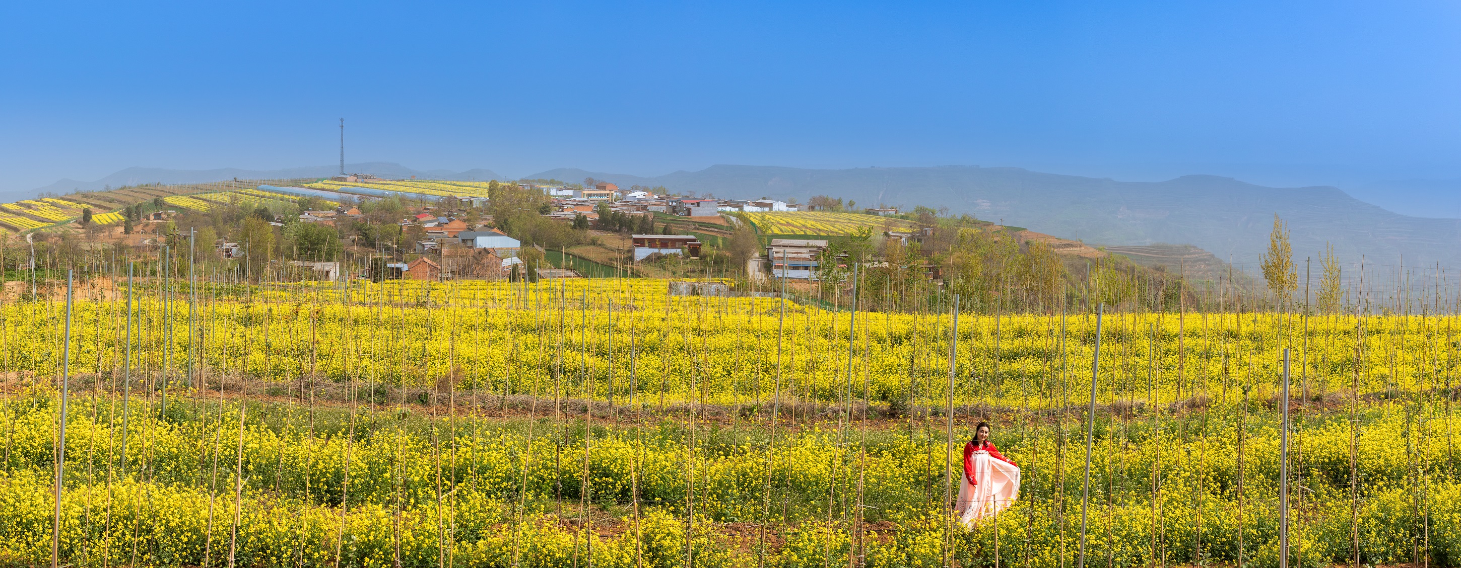 灵宝花开山乡醉美苏村
