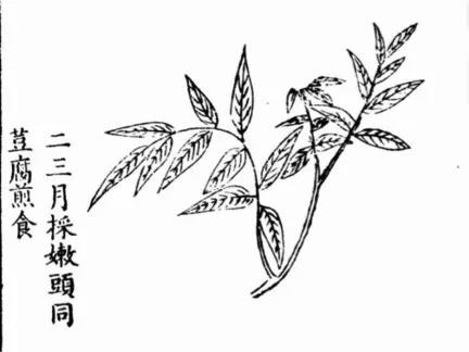 渑池县:香椿,红了500年的时髦菜