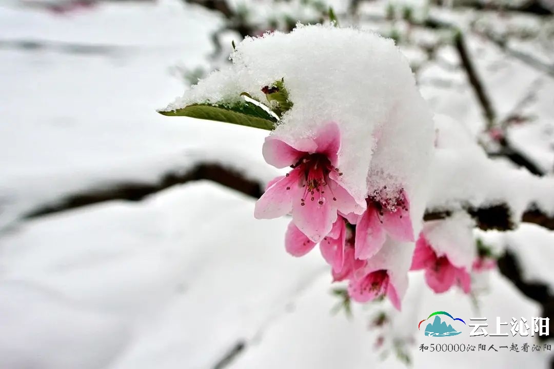 沁阳大美神农山2021年的第一场桃花雪