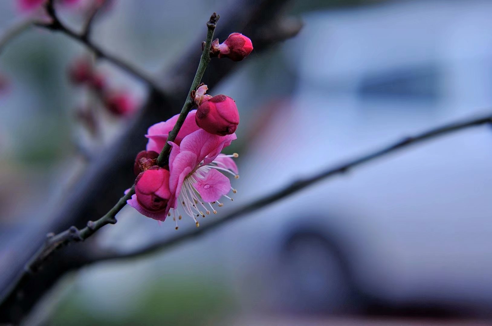 河南汝州:梅花竞相开放迎春来