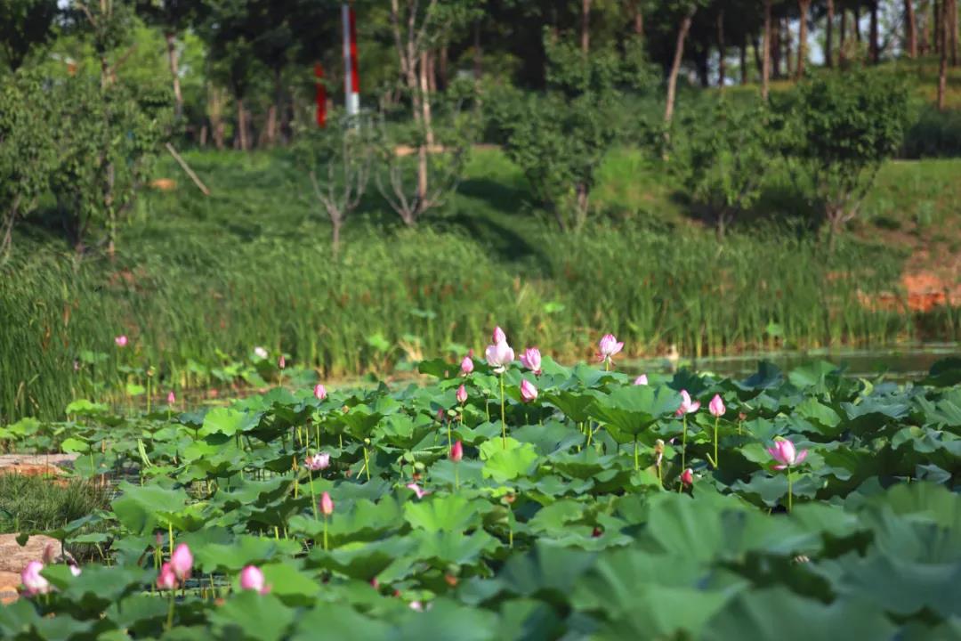 所有汝州人,夏天超上镜的公园美景,现在去看刚刚好