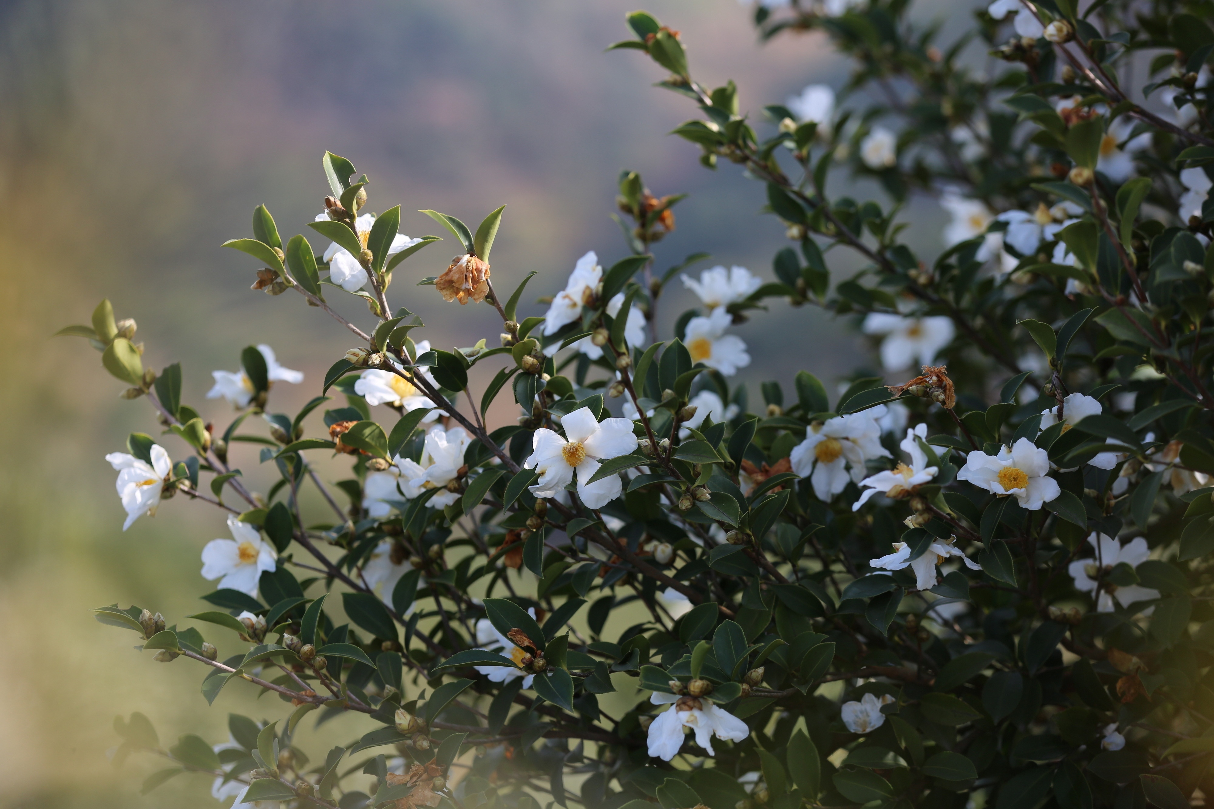 大别山商城县首届油茶花节优秀文创作品展播③油茶三章刘昌国