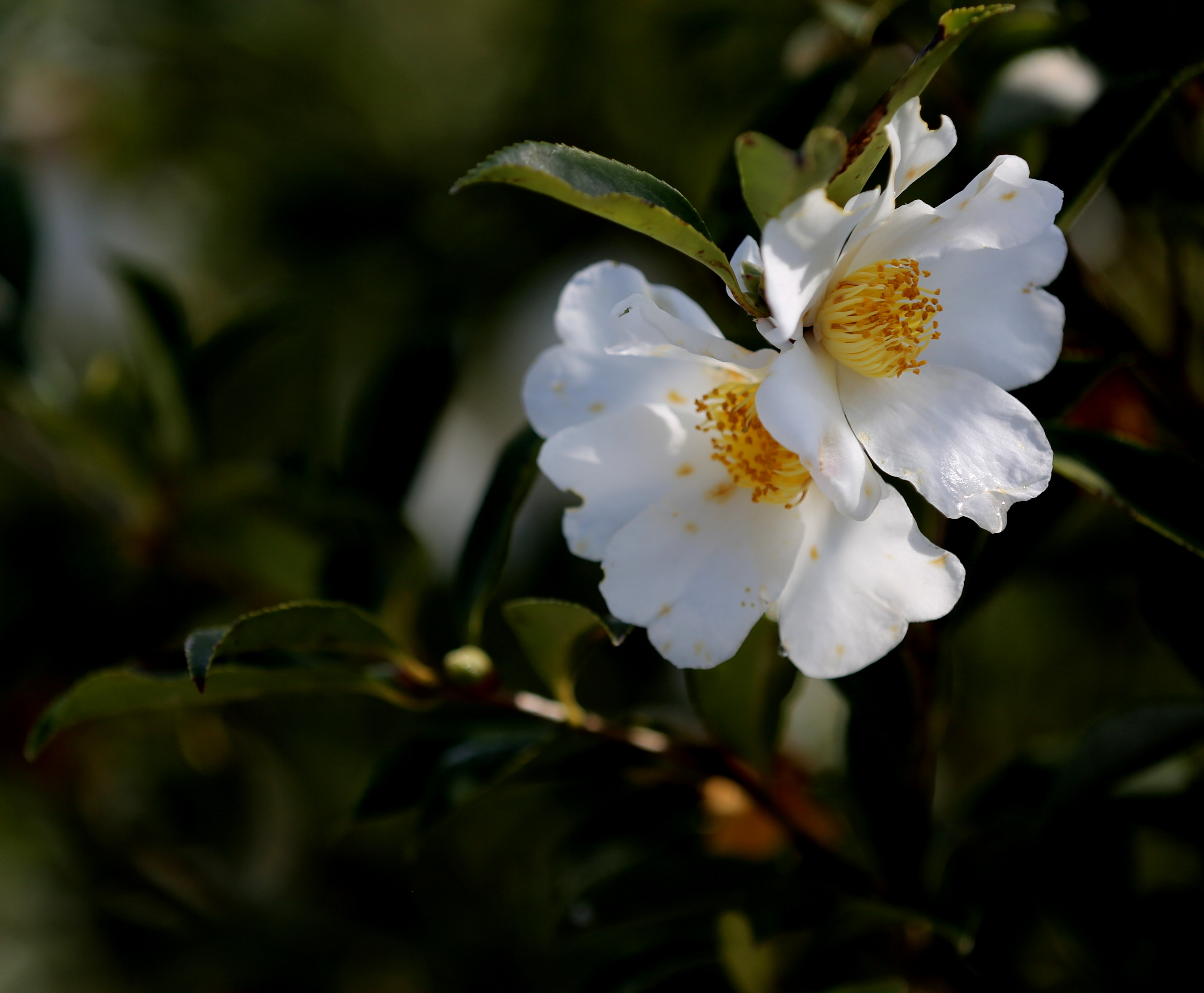 大别山商城县首届油茶花节优秀文创作品展播③油茶三章刘昌国