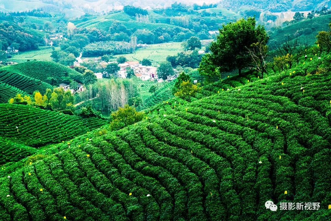 "商城高山茶"耐泡,味香,是信阳毛尖茶中的一个品系,这是伏山乡海拔800