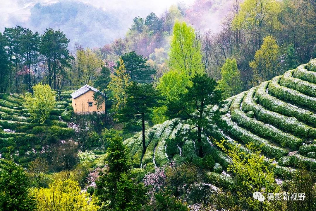 "商城高山茶"耐泡,味香,是信阳毛尖茶中的一个品系,这是伏山乡海拔800