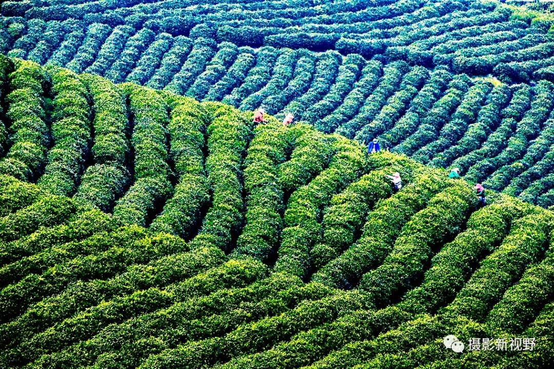 "商城高山茶"耐泡,味香,是信阳毛尖茶中的一个品系,这是伏山乡海拔800