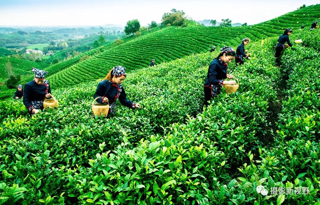 "商城高山茶"耐泡,味香,是信阳毛尖茶中的一个品系,这是伏山乡海拔800