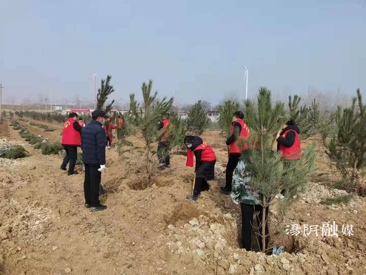 汤阴统计局开展义务植树志愿服务活动