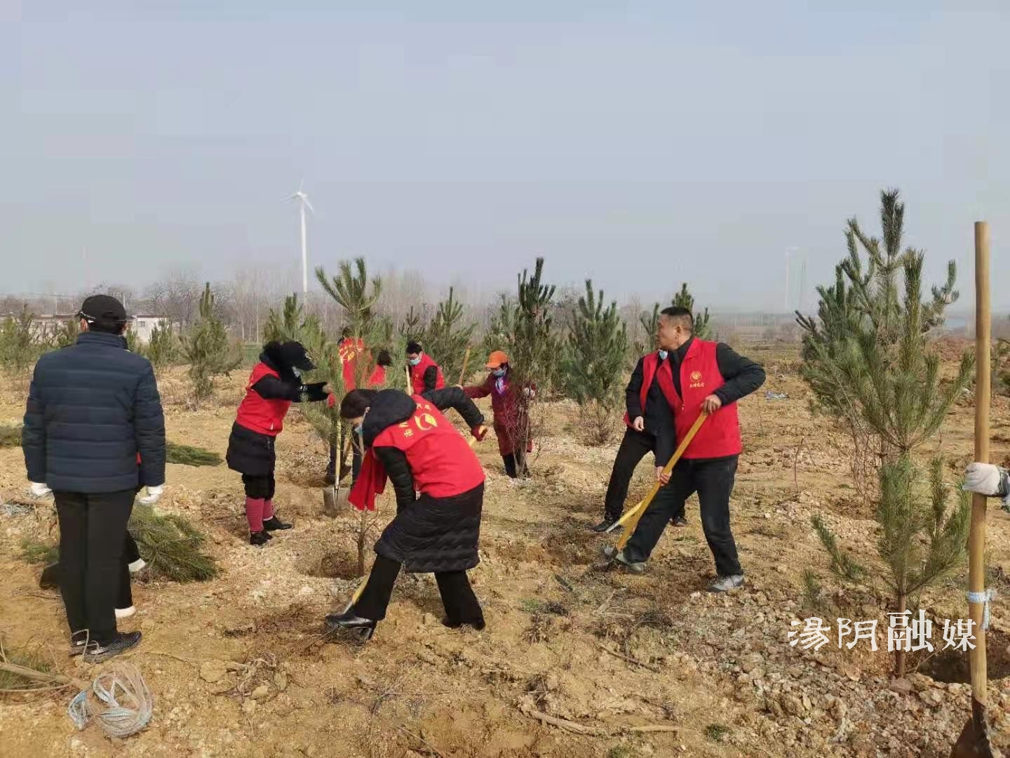 汤阴统计局开展义务植树志愿服务活动