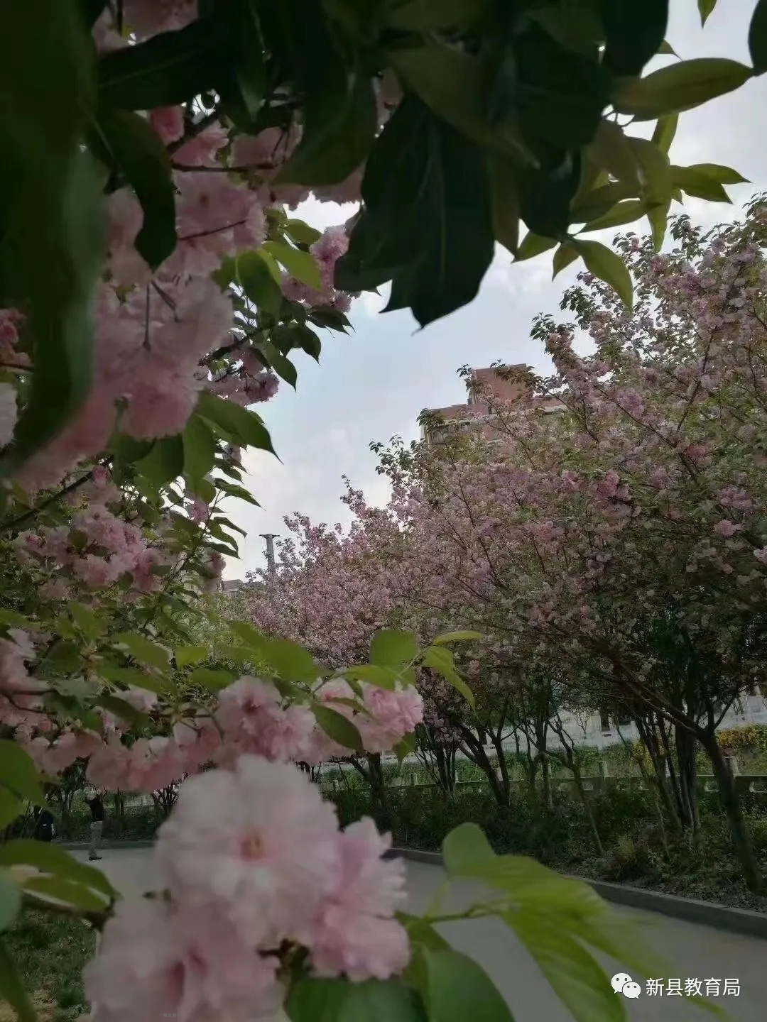 桃李花开三月艳  枝摇碧野笑云天(新星小学 扶霞)