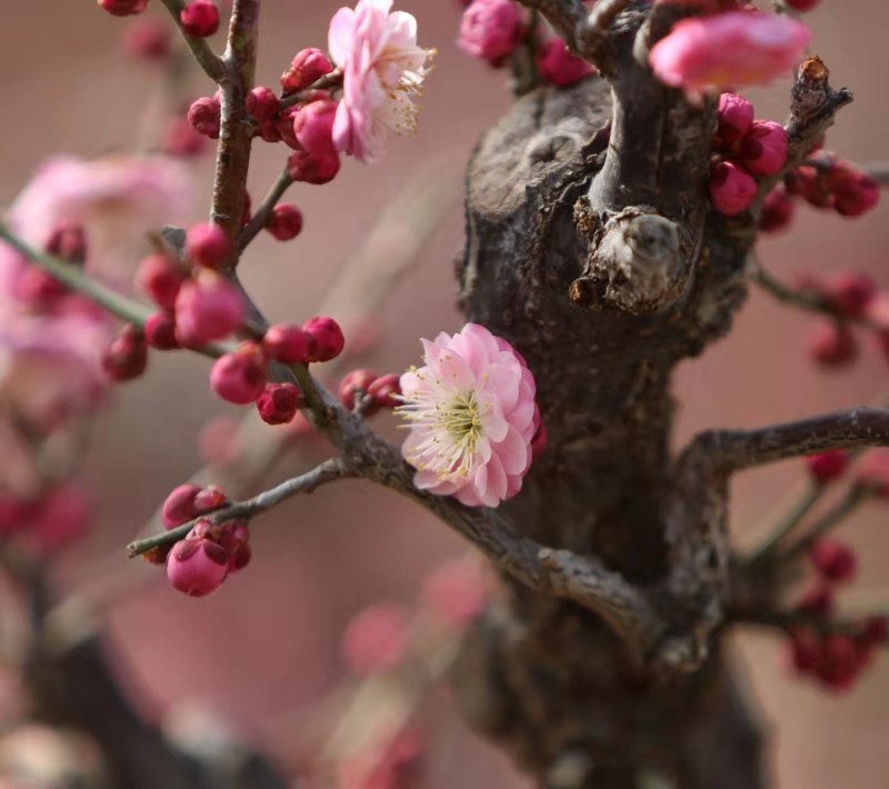 梅花树皮漆黑多糙纹,枝干虬曲苍劲,有一种饱经沧桑,威武不屈的阳刚之