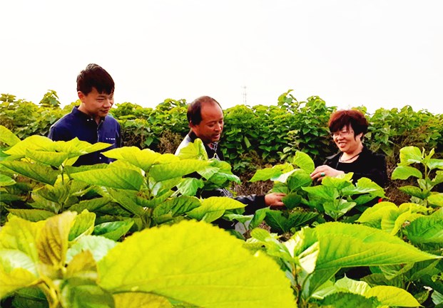 叶县化树为粮构树种植肥牛羊