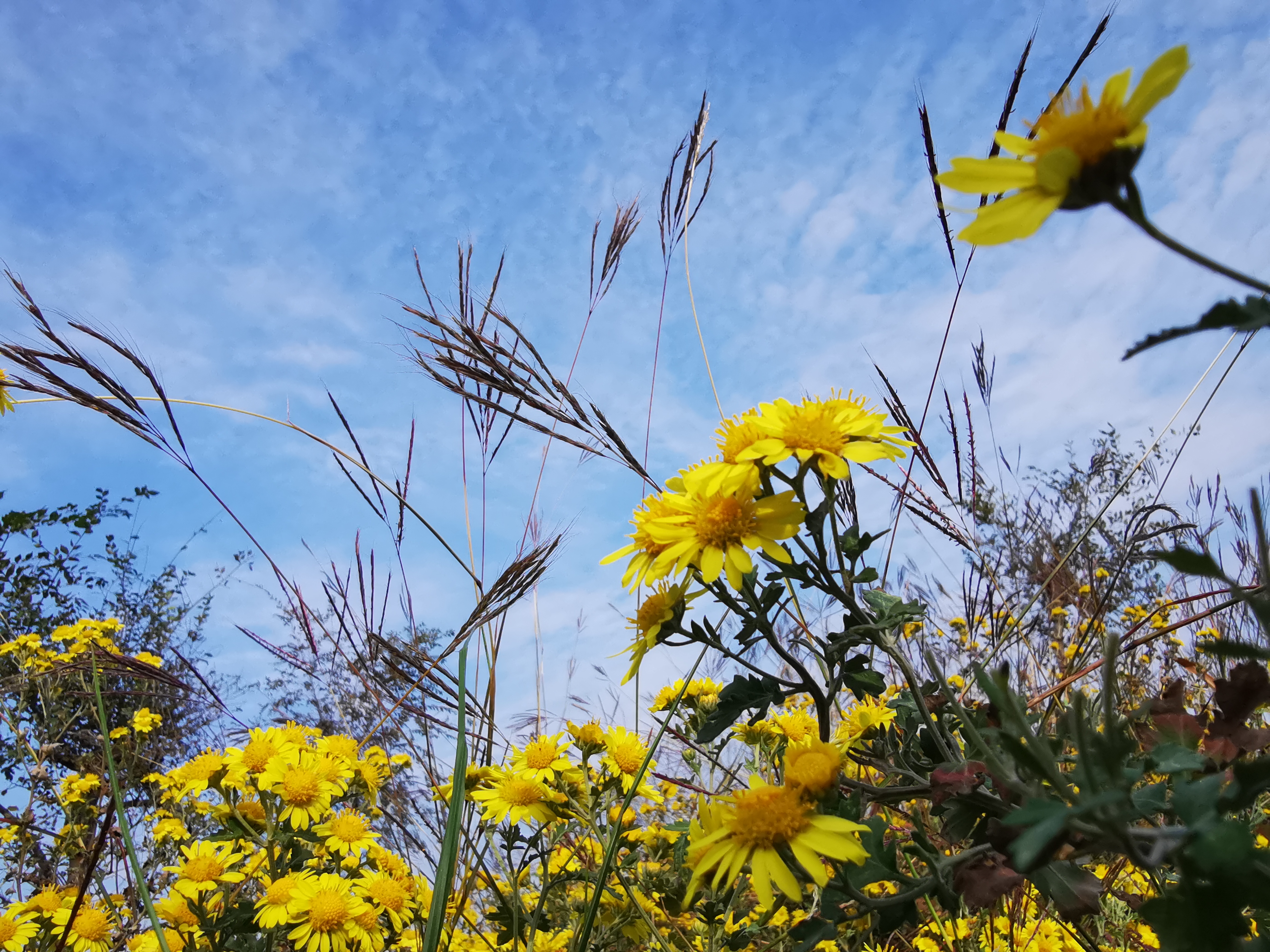 碧云天,黄花地,芳草无情秋色醉