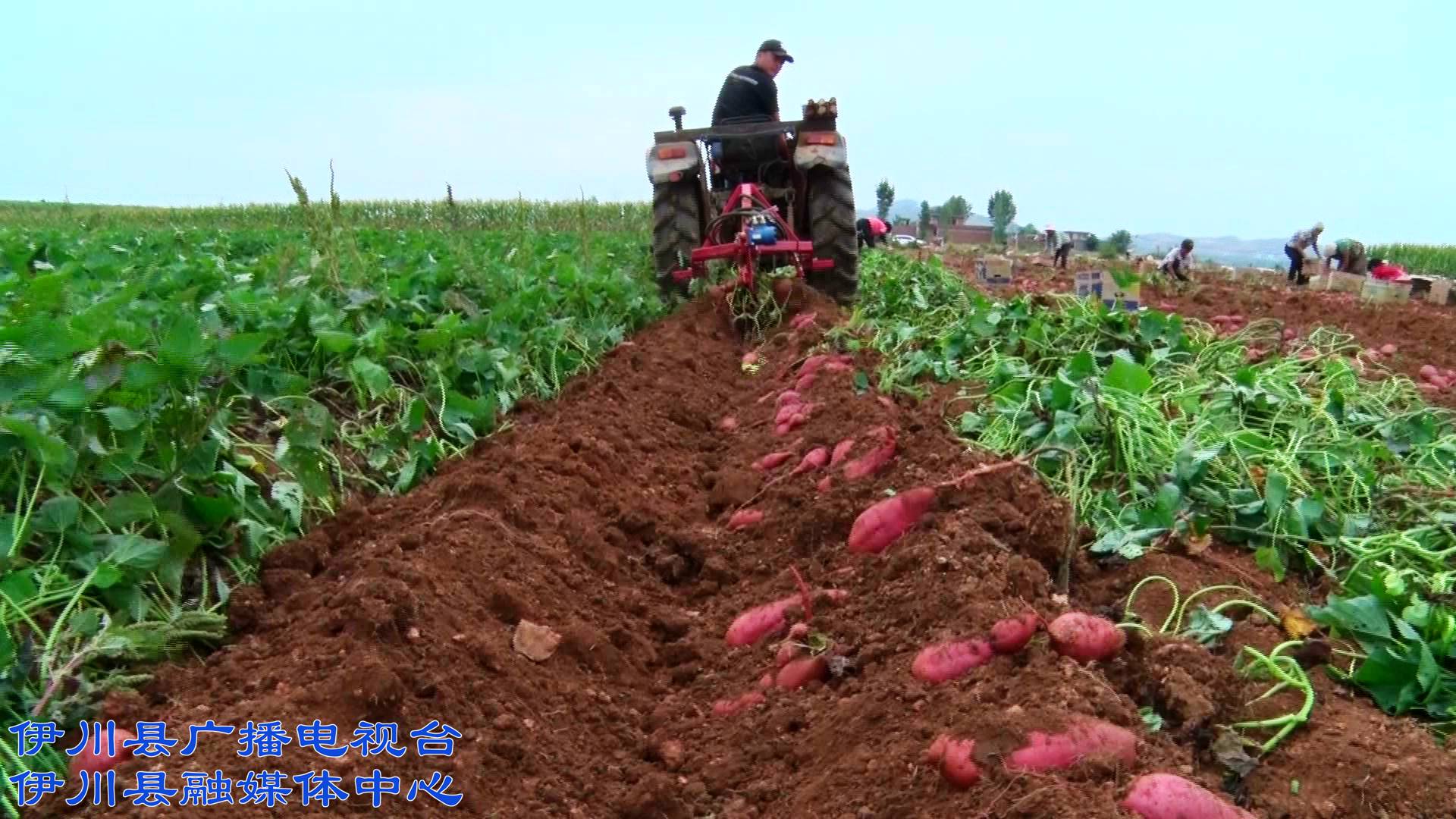 伊川高山:规模种植让红薯
