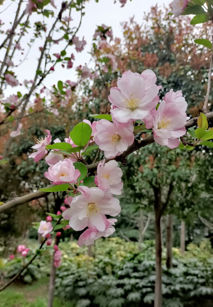 禹州:海棠花盛开