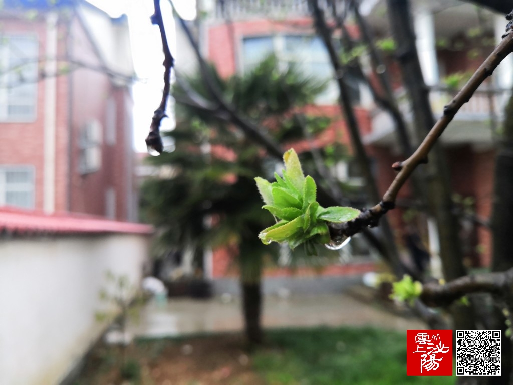 泌阳县春雨润物细无声