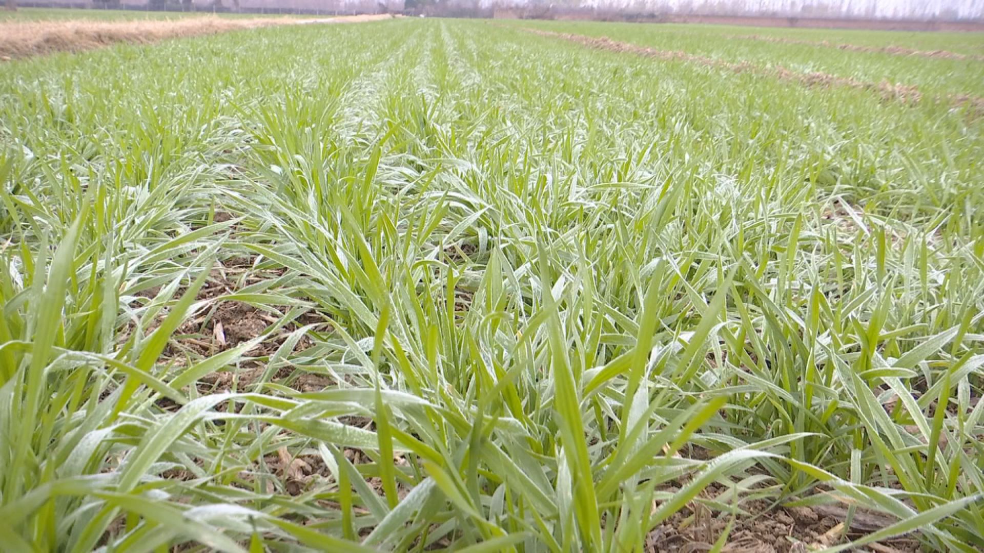 市农业技术部门提醒加强小麦管理预防冬季冻害