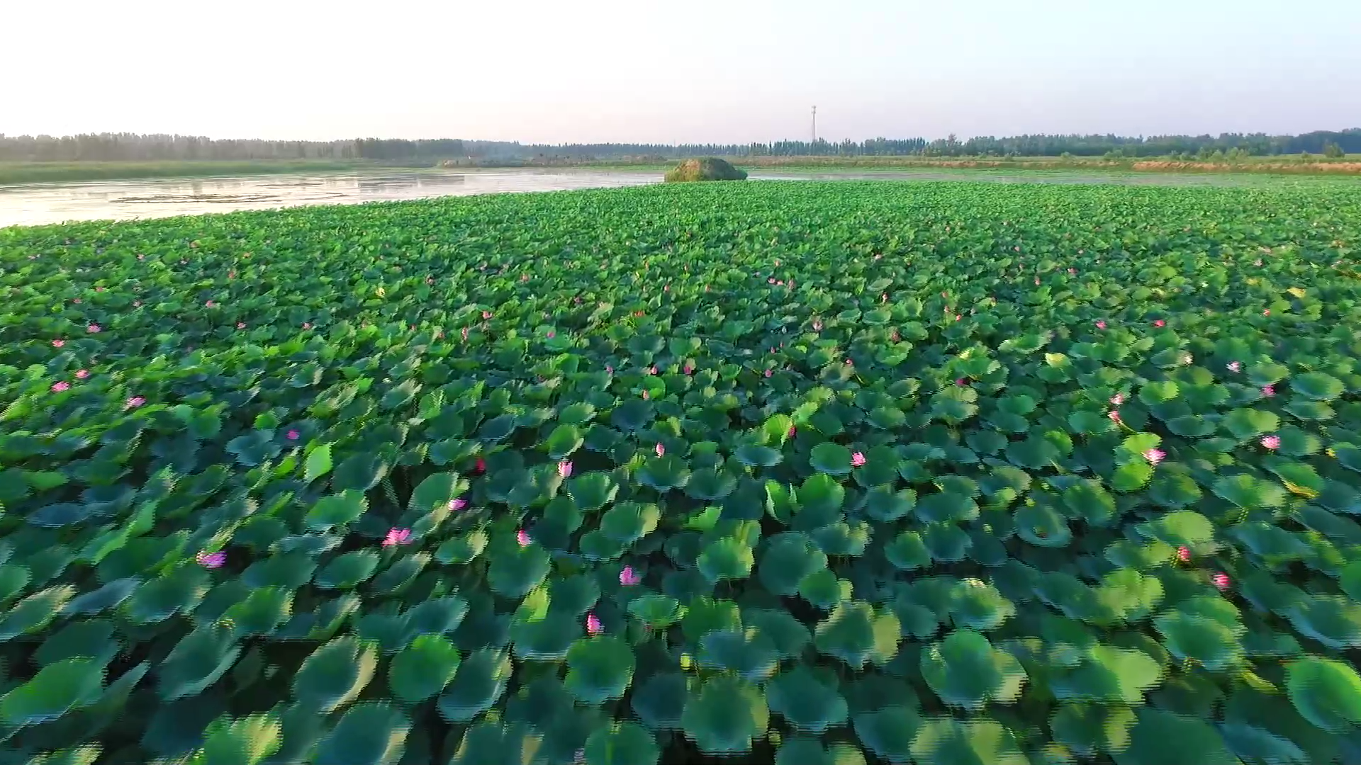 东湖湿地风景区：油菜花谢荷花开 美景依旧[00_00_20][20220624-090206].png