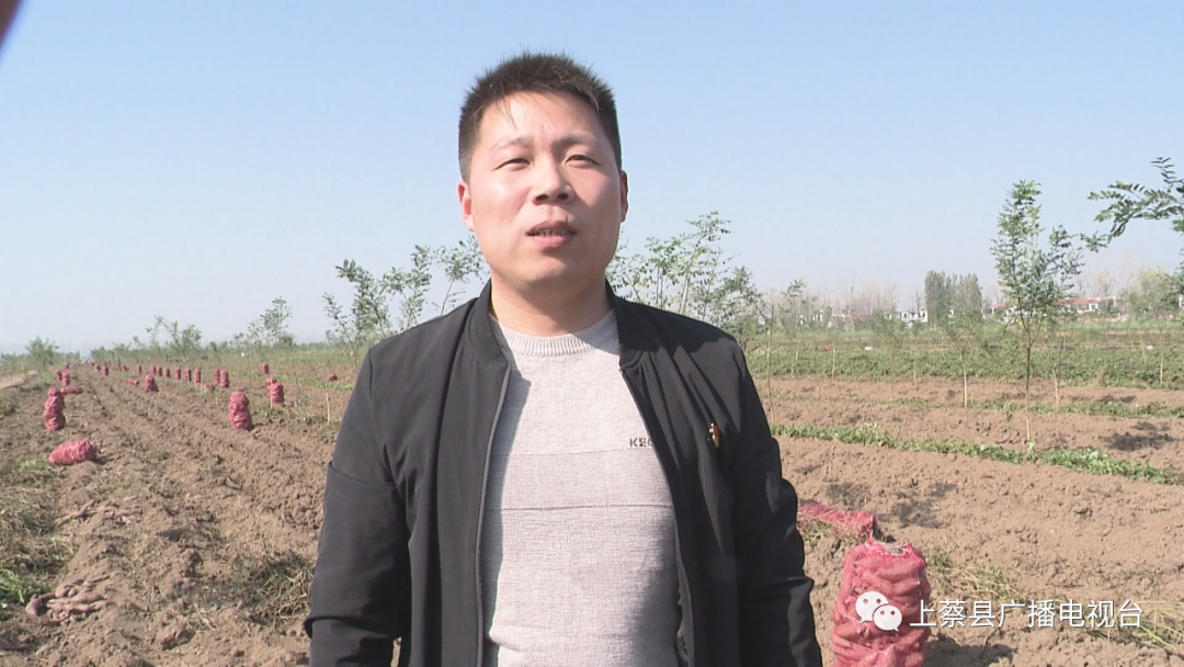 上蔡东岸:林下套种紫薯 乐了不少贫困户