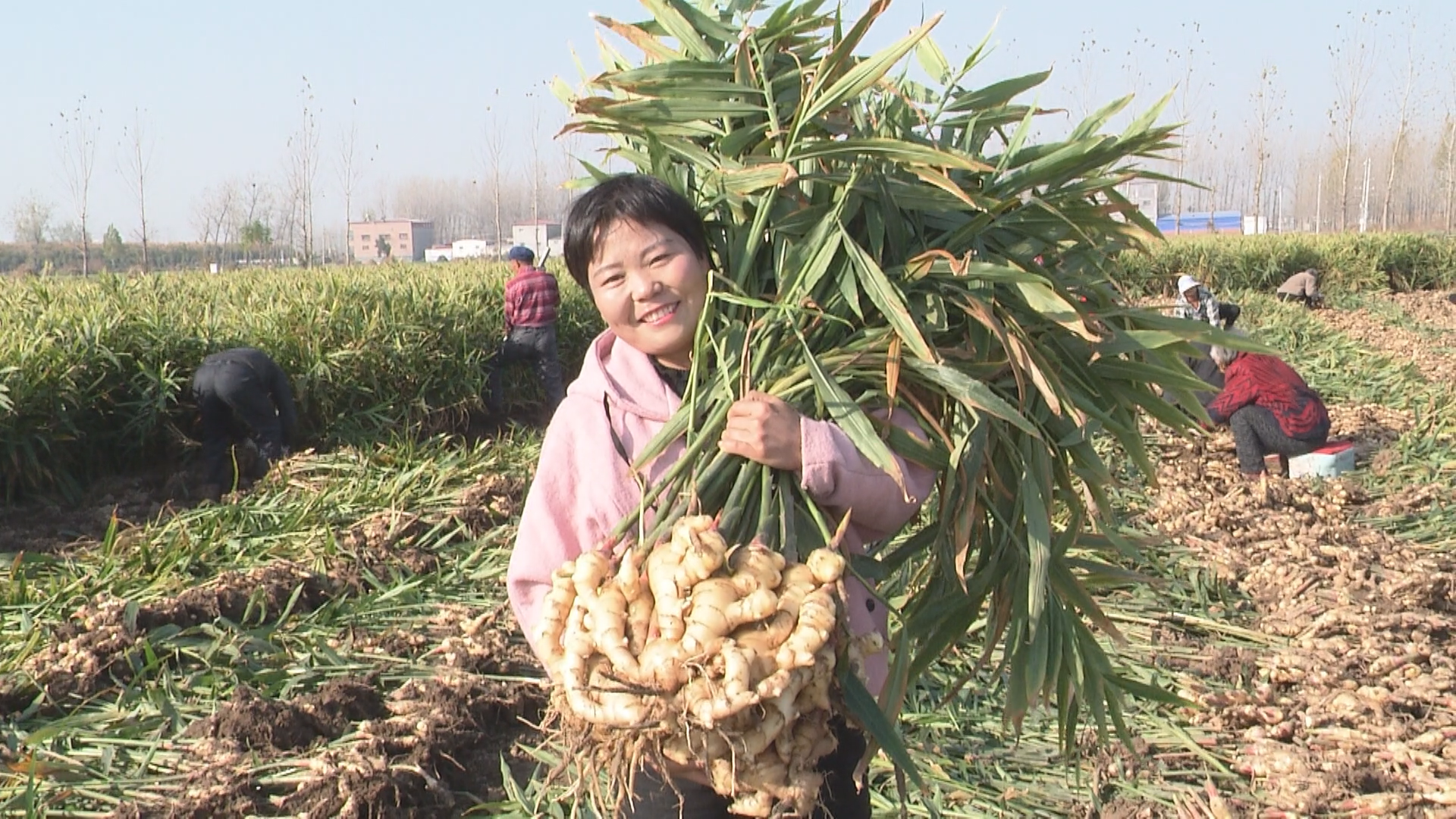 上蔡东岸种植"平顶四"生姜效益高-大象网