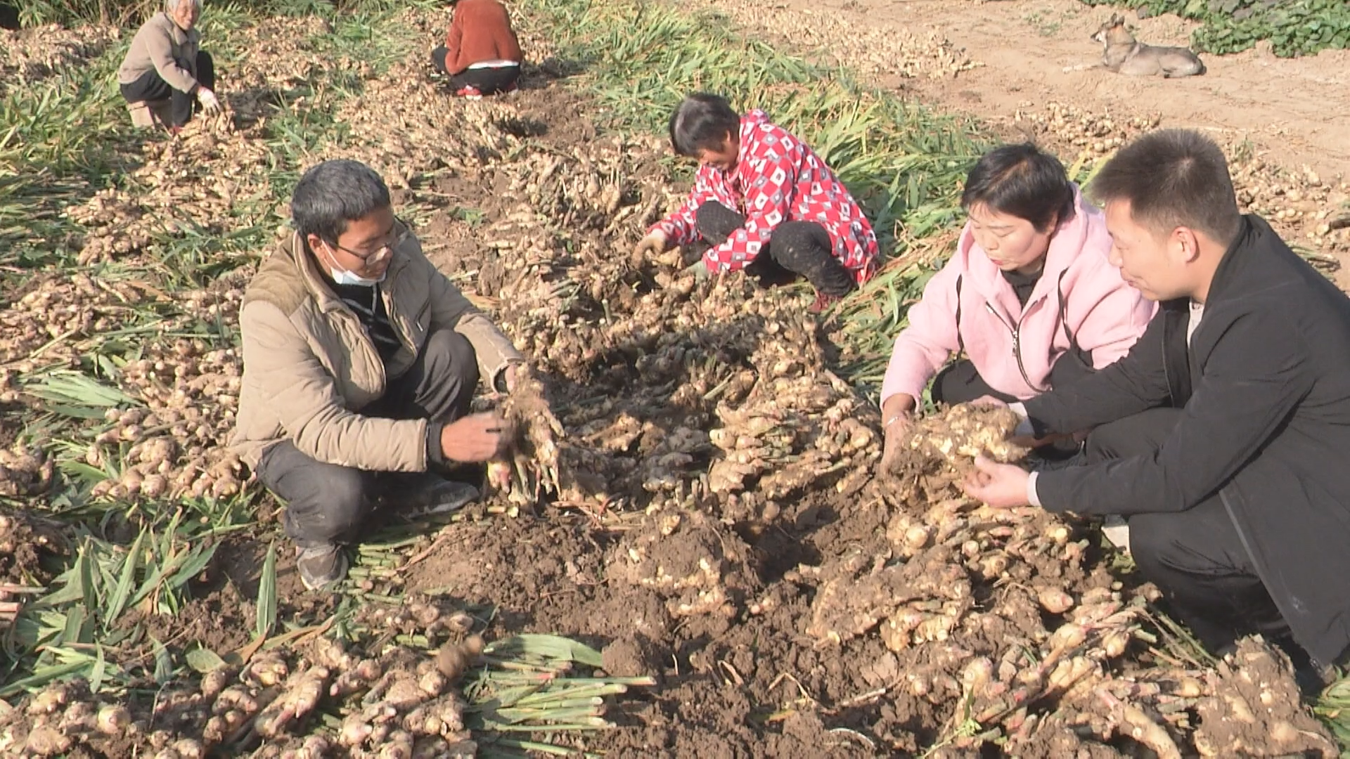 上蔡东岸种植"平顶四"生姜效益高-大象网