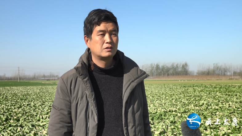 近日,记者走进太康县毛庄镇小新村的蔬菜基地,绿油油的娃娃菜长势喜人