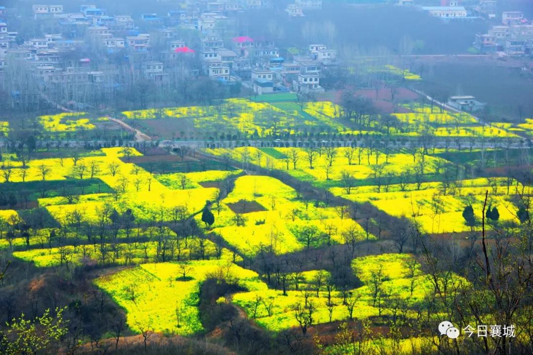 河南襄城:油菜花造型"建党100周年"图案"金海"生辉