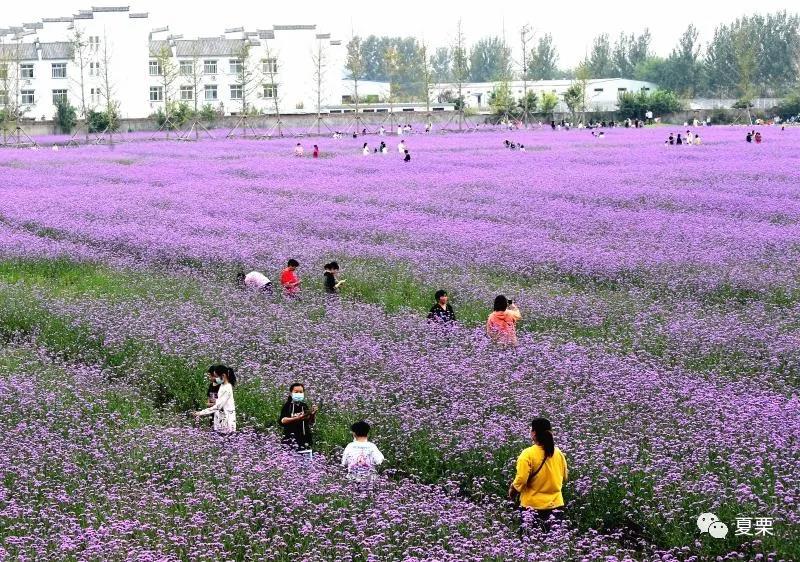 夏邑十里花海惹人醉