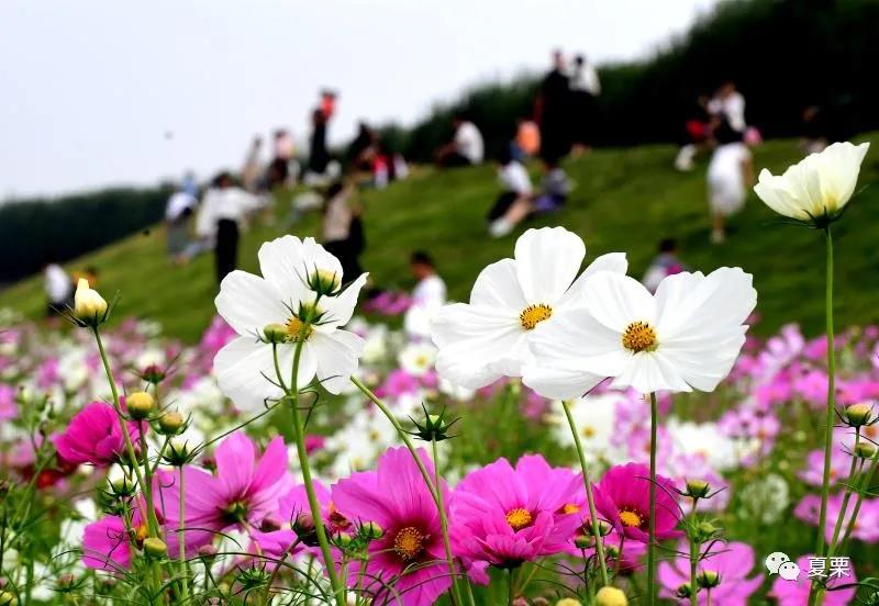 夏邑十里花海惹人醉