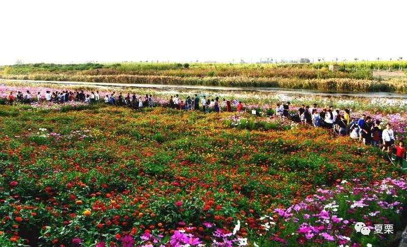 夏邑十里花海惹人醉