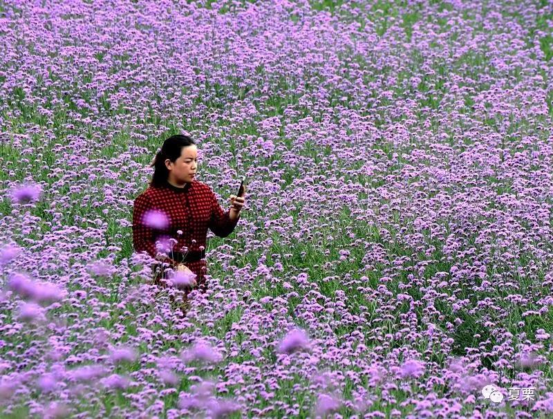 夏邑十里花海惹人醉