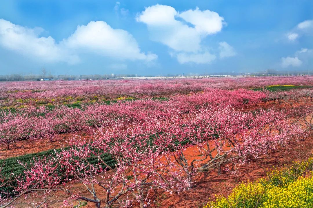 中国· 西华第十七届桃花节 | 春来又见桃花源