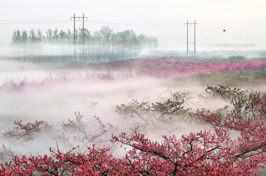 黄桥乡裴庄层层美好寓意:承载着这次桃花节举办背后的活动主题——"又