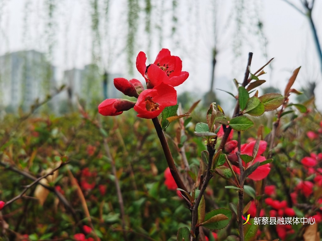 河南新蔡:雨中花开艳
