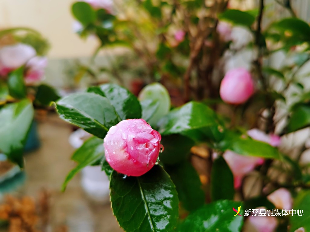 河南新蔡:雨中花开艳