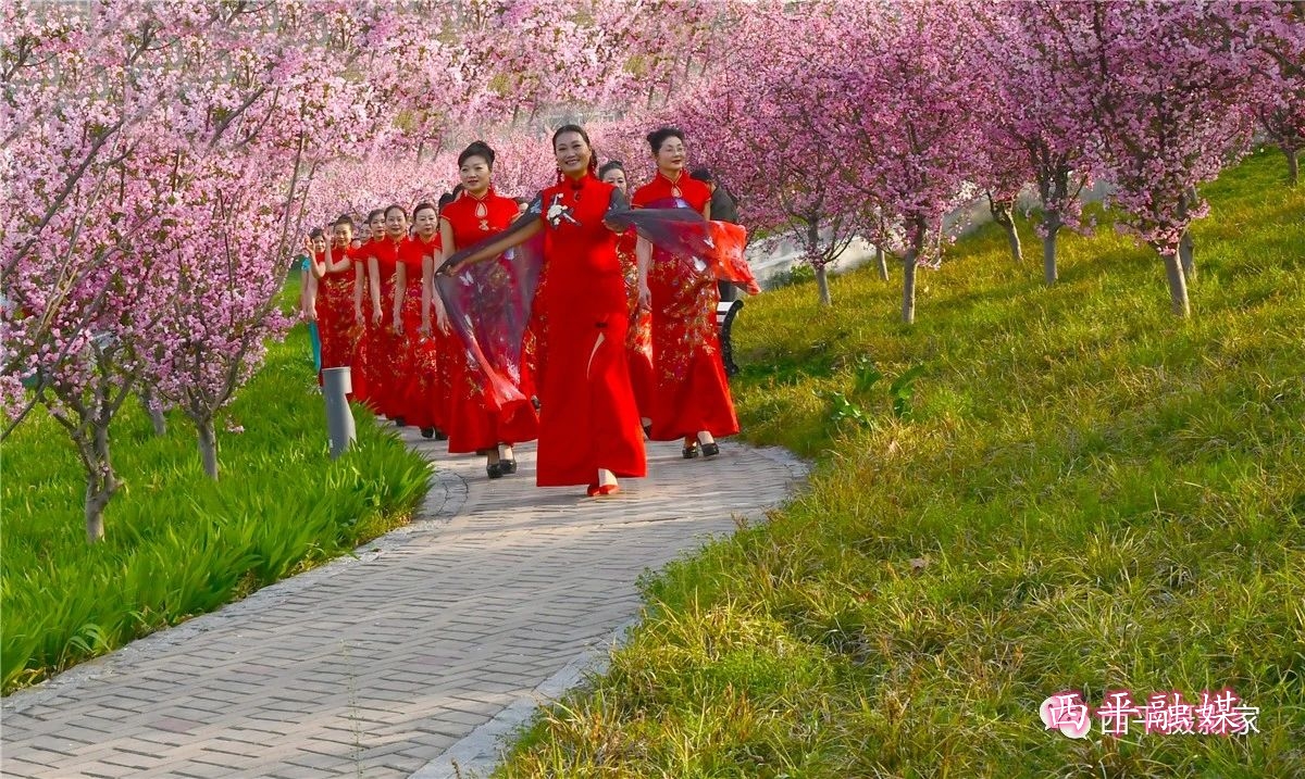 西平嫘祖海棠园 花开迎佳宾