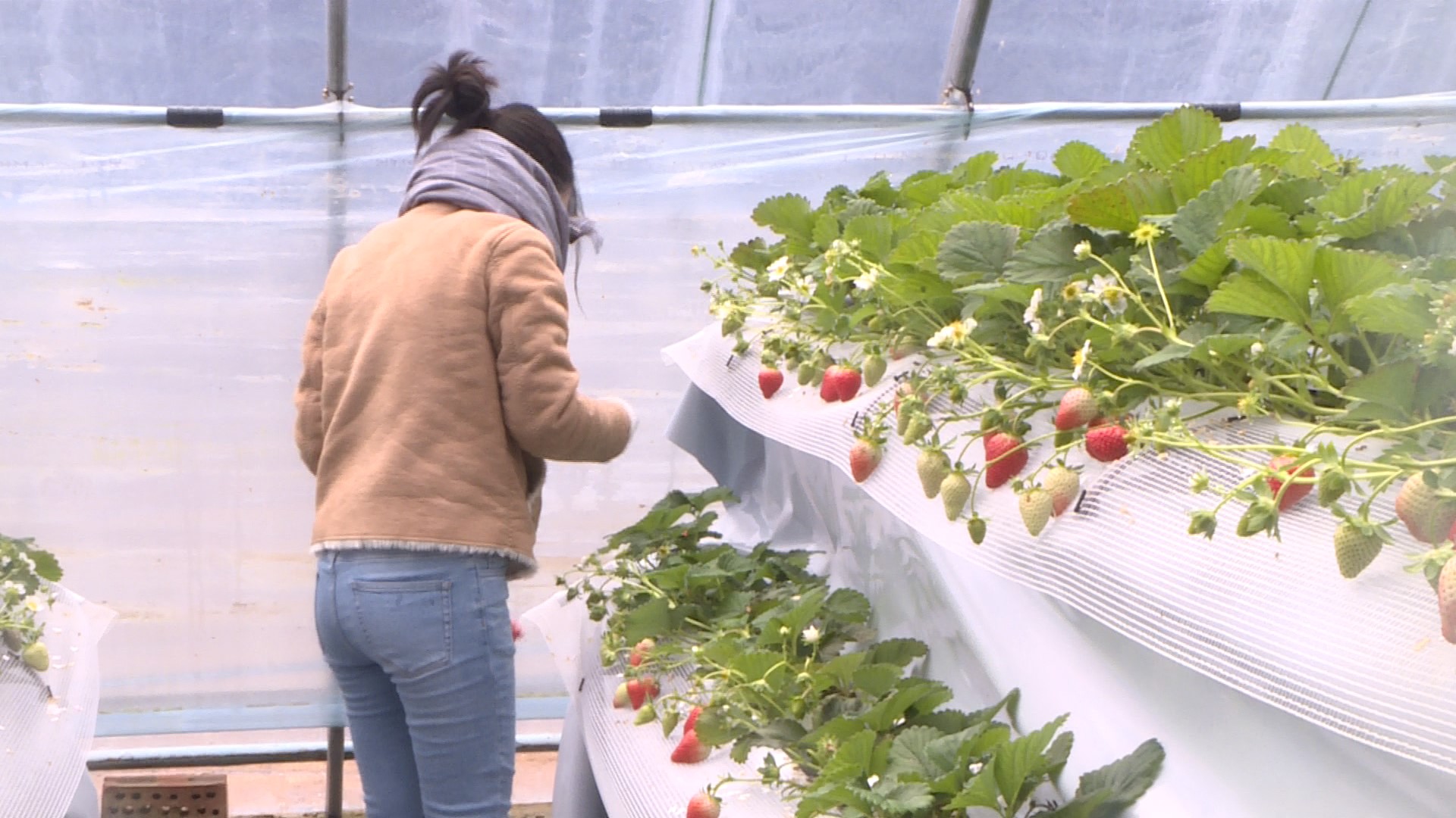 高架草莓悄然上市不长地上挂空中